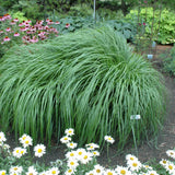 PENNISETUM RED HEAD