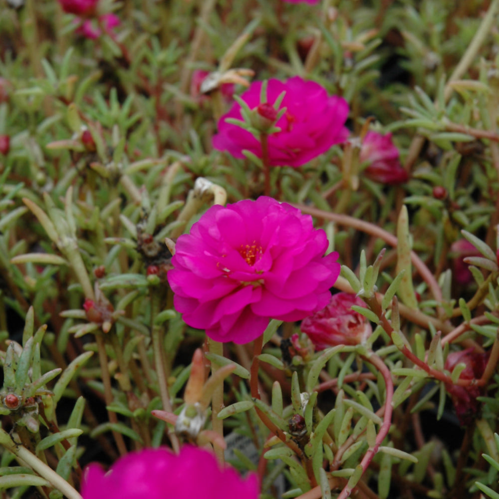 Portulaca