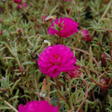 Portulaca