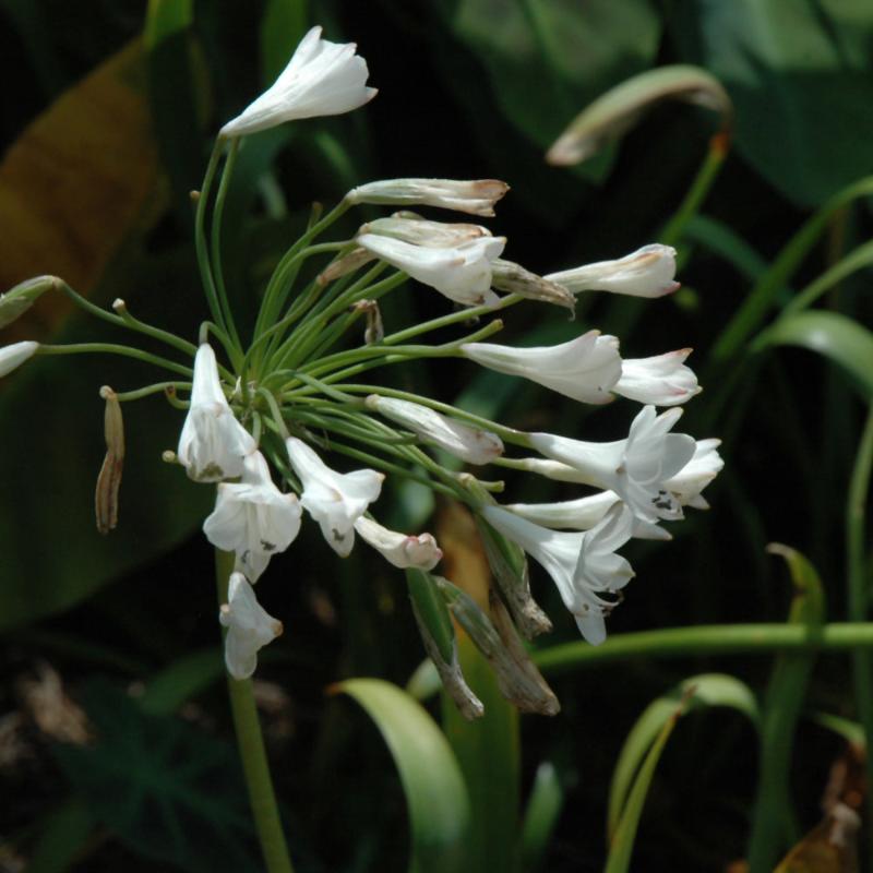 AGAPANTHUS POLAR ICE
