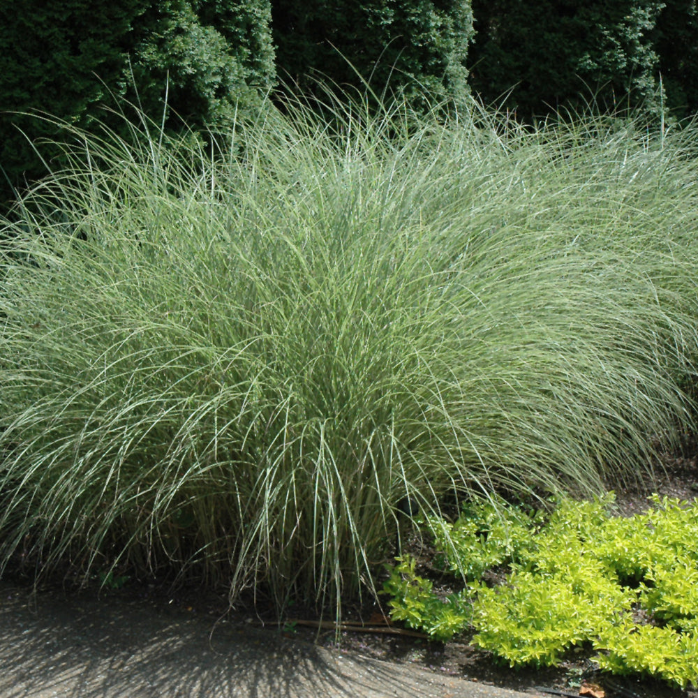 MISCANTHUS MORNING LIGHT