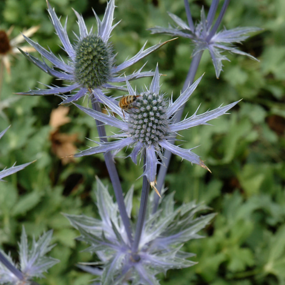 ERYNGIUM BIG BLUE