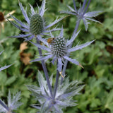 ERYNGIUM BIG BLUE