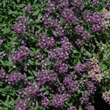Alyssum