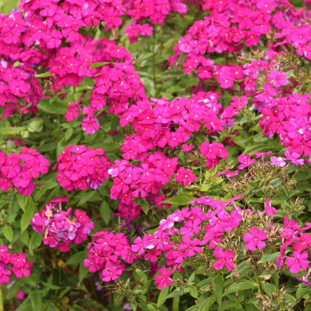 PHLOX ULTRAVIOLET