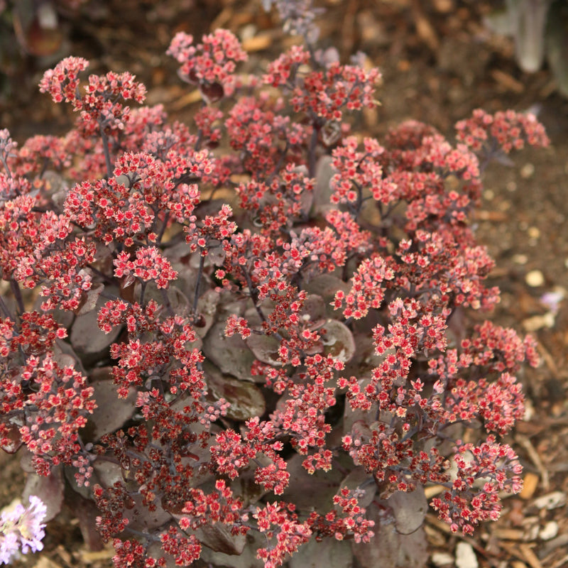 SEDUM ROCK N GROW BACK IN BLACK – Knippel Garden Centre