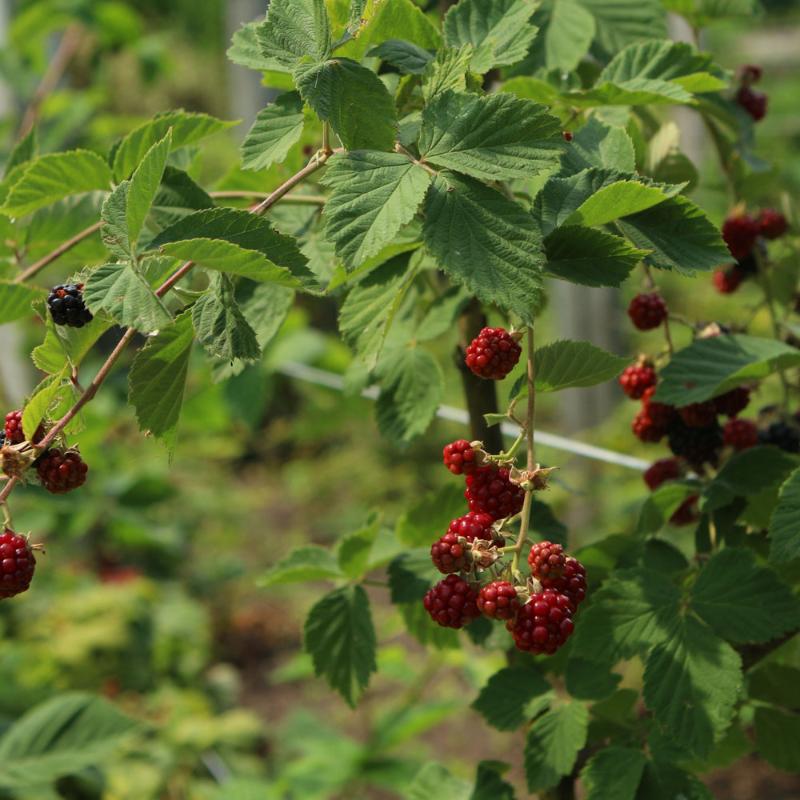 BLACKBERRY CHESTER