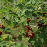 BLACKBERRY CHESTER
