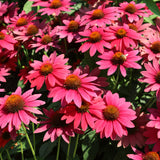 echinacea sombrero tres amigos seeds ECHINACEA SOMBRERO TRES AMIGOS – Knippel Garden Centre