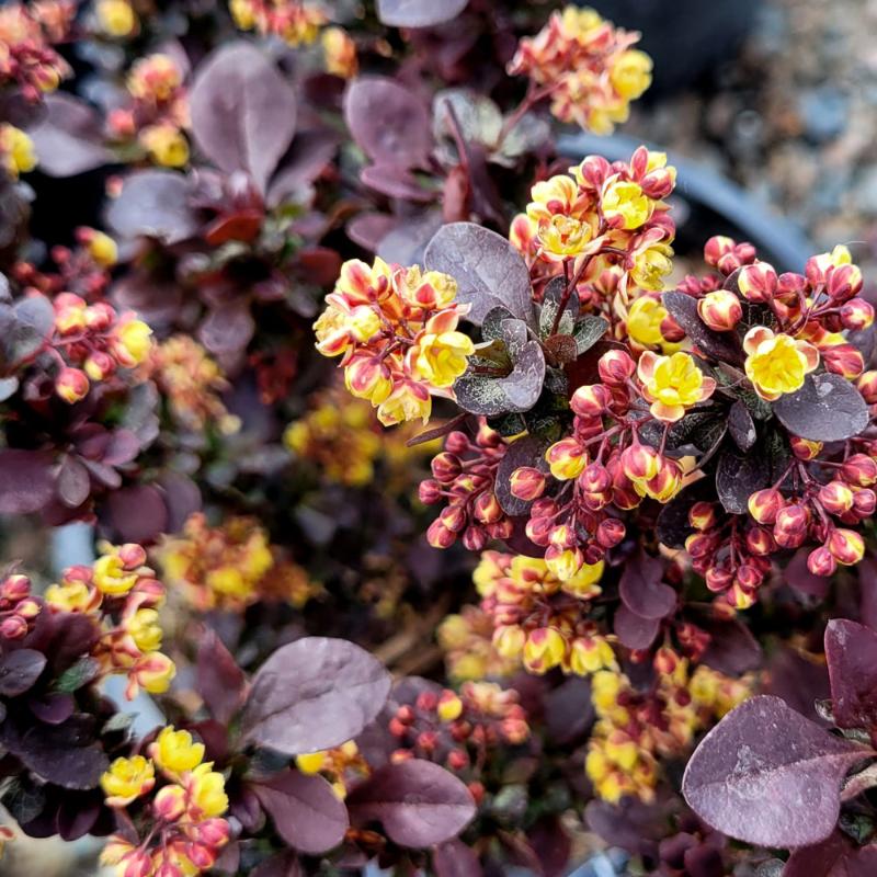 BARBERRY CONCORDE
