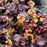 BARBERRY CONCORDE