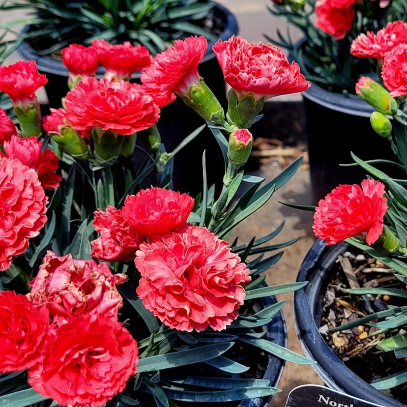 DIANTHUS EARLY BIRD CHILI