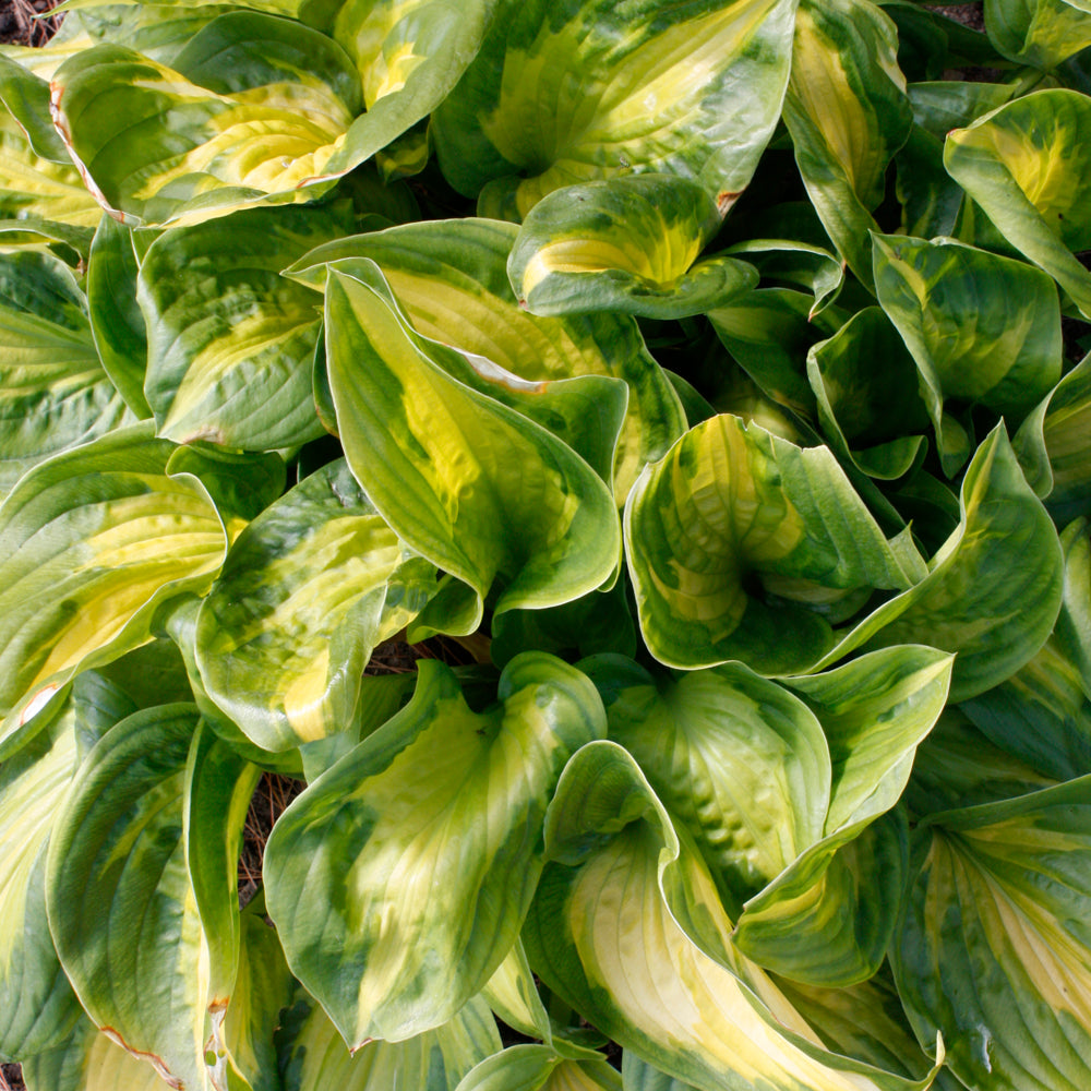 HOSTA ETCHED GLASS