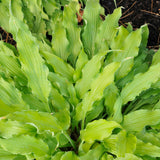 HOSTA WIGGLES AND SQUIGGLES