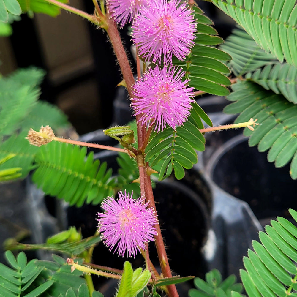 MIMOSA PUDICA