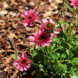 ECHINACEA WATERMELON SUGAR