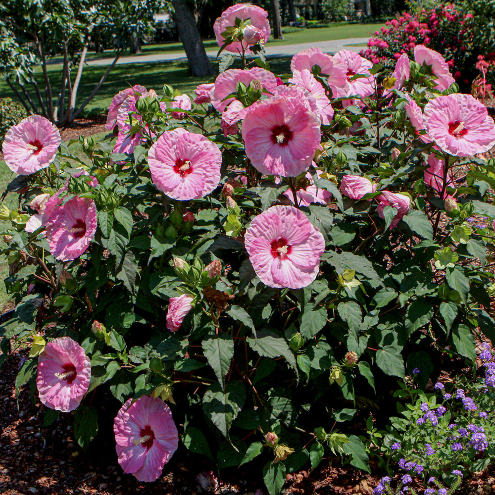 HIBISCUS SPINDERELLA