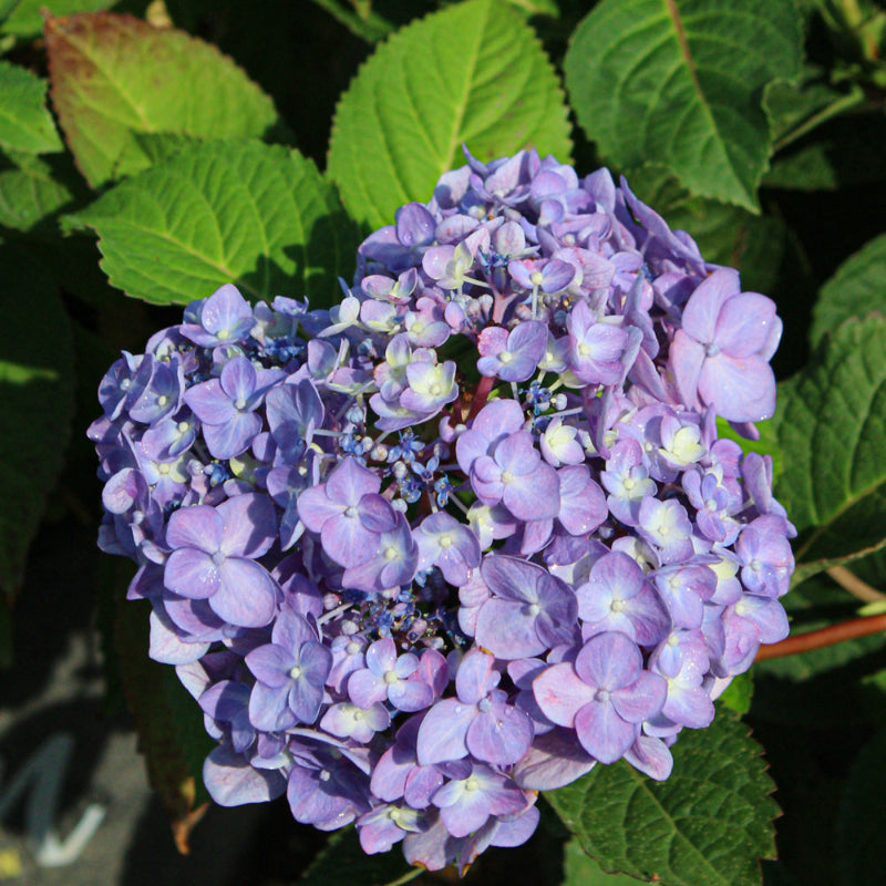 HYDRANGEA ROCK & ROLL