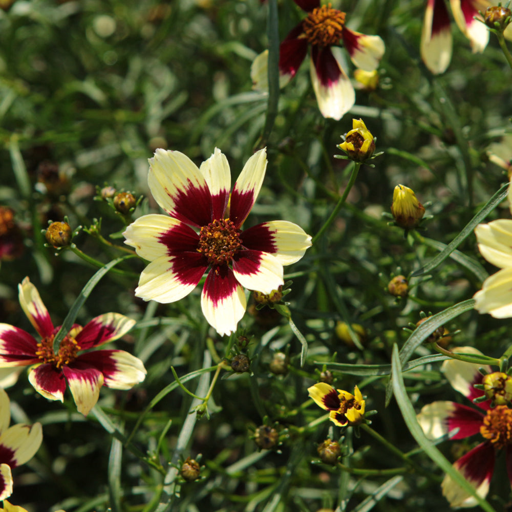 COREOPSIS CREAMY CALICO