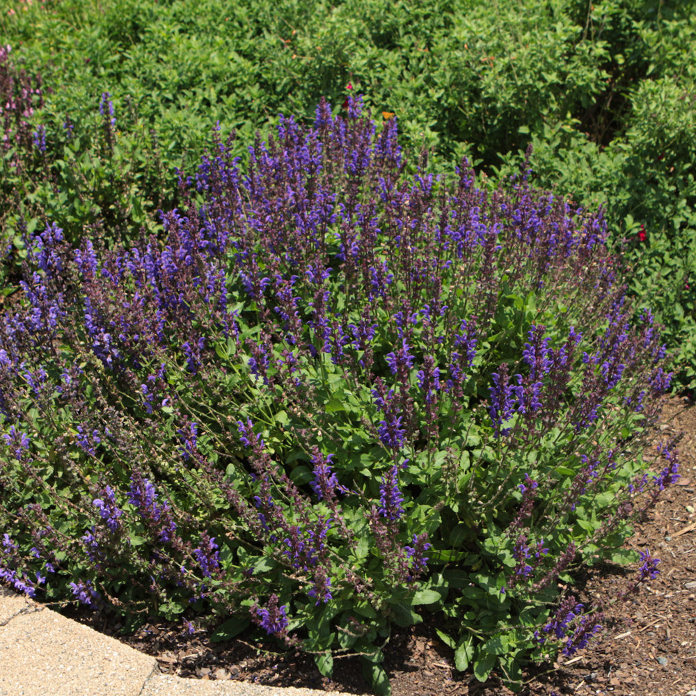 SALVIA NOBLE KNIGHT