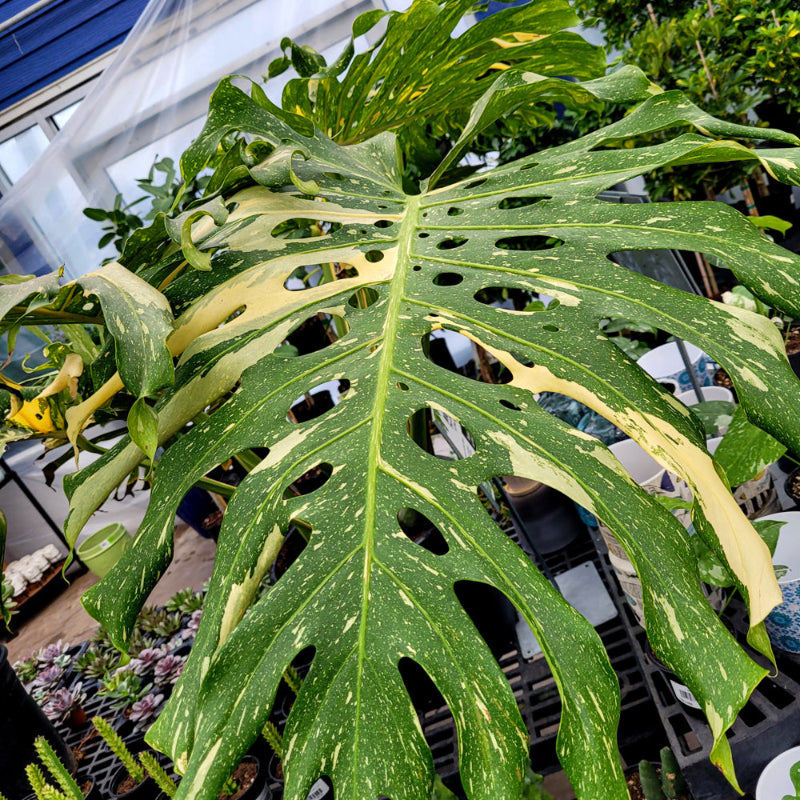 PHILODENDRON MONSTERA THAI CONSTELLATION