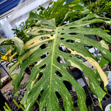 PHILODENDRON MONSTERA THAI CONSTELLATION