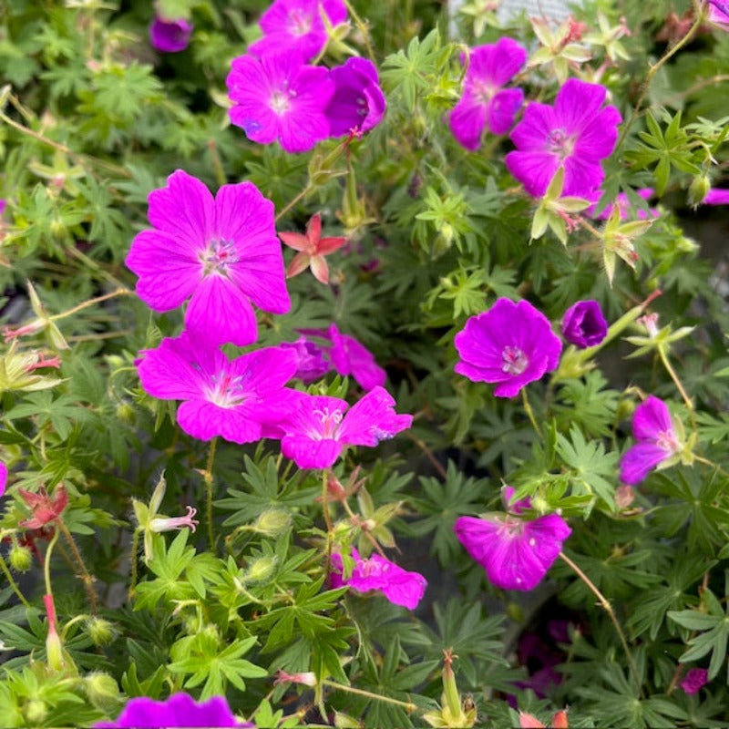 GERANIUM SANGUINEUM – Knippel Garden Centre