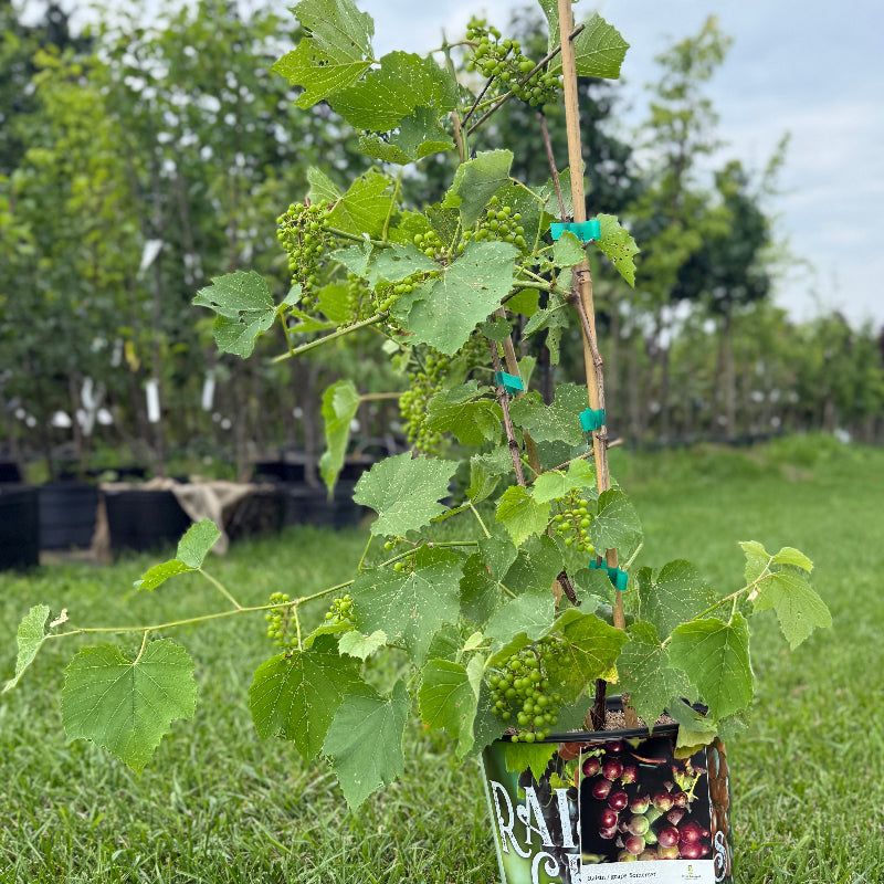 GRAPE SOMERSET