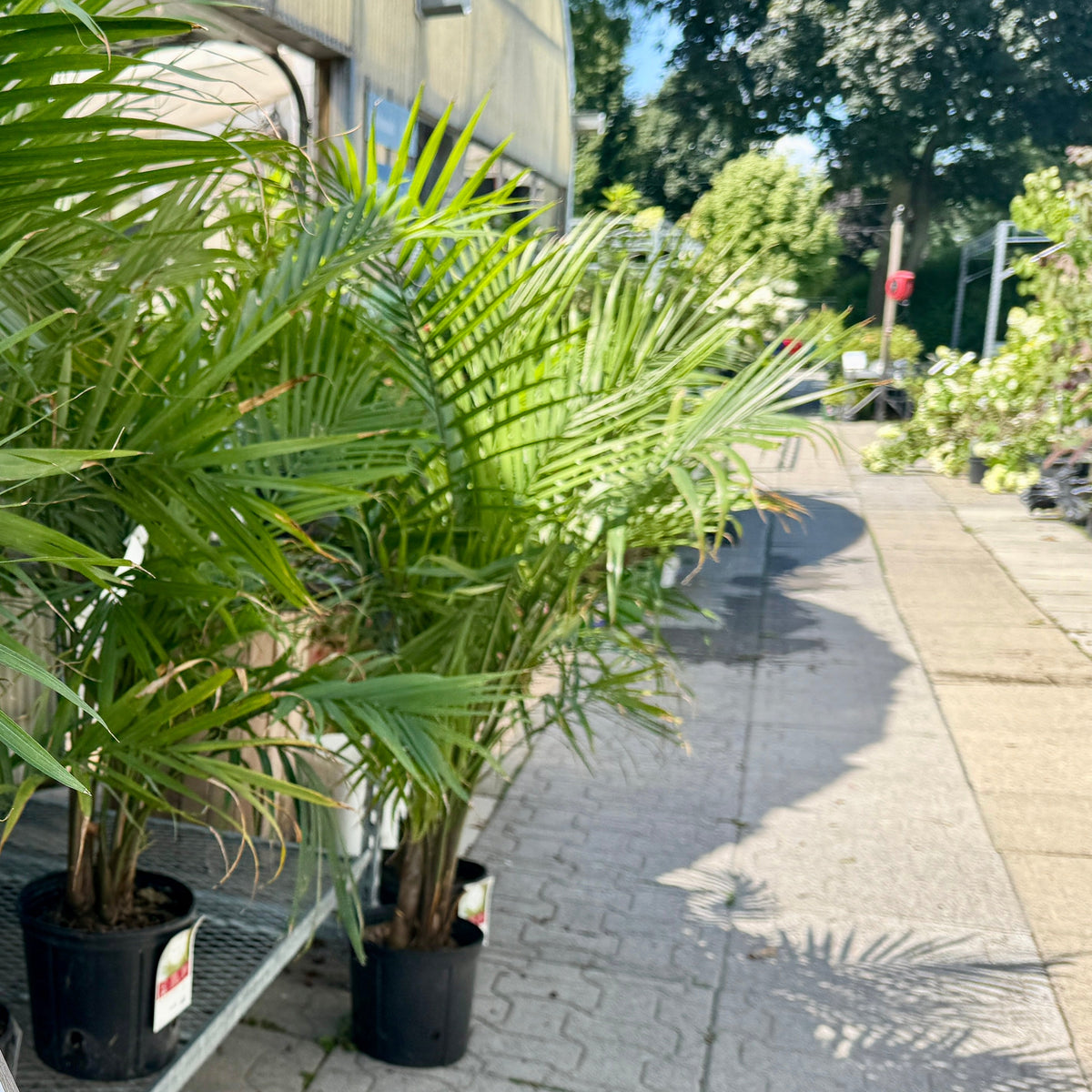 PALM MAJESTY