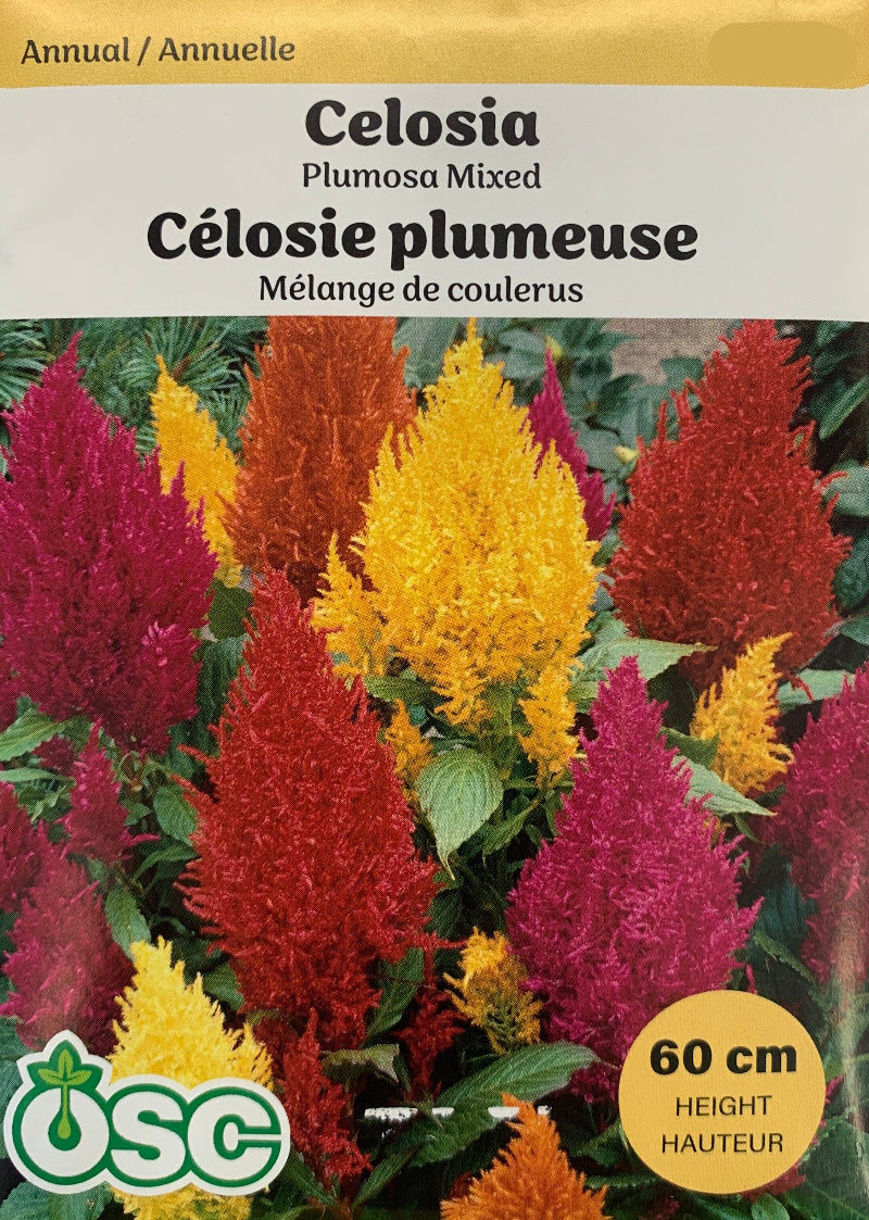 Seed- Celosia Plumosa Mixed – Knippel Garden Centre