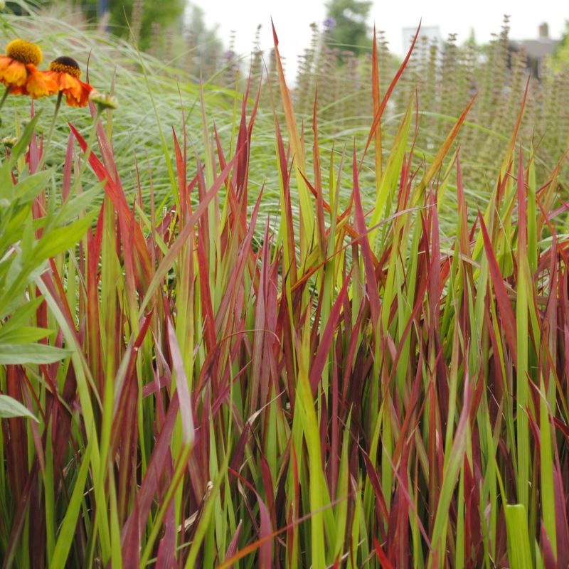 IMPERATA RED BARON