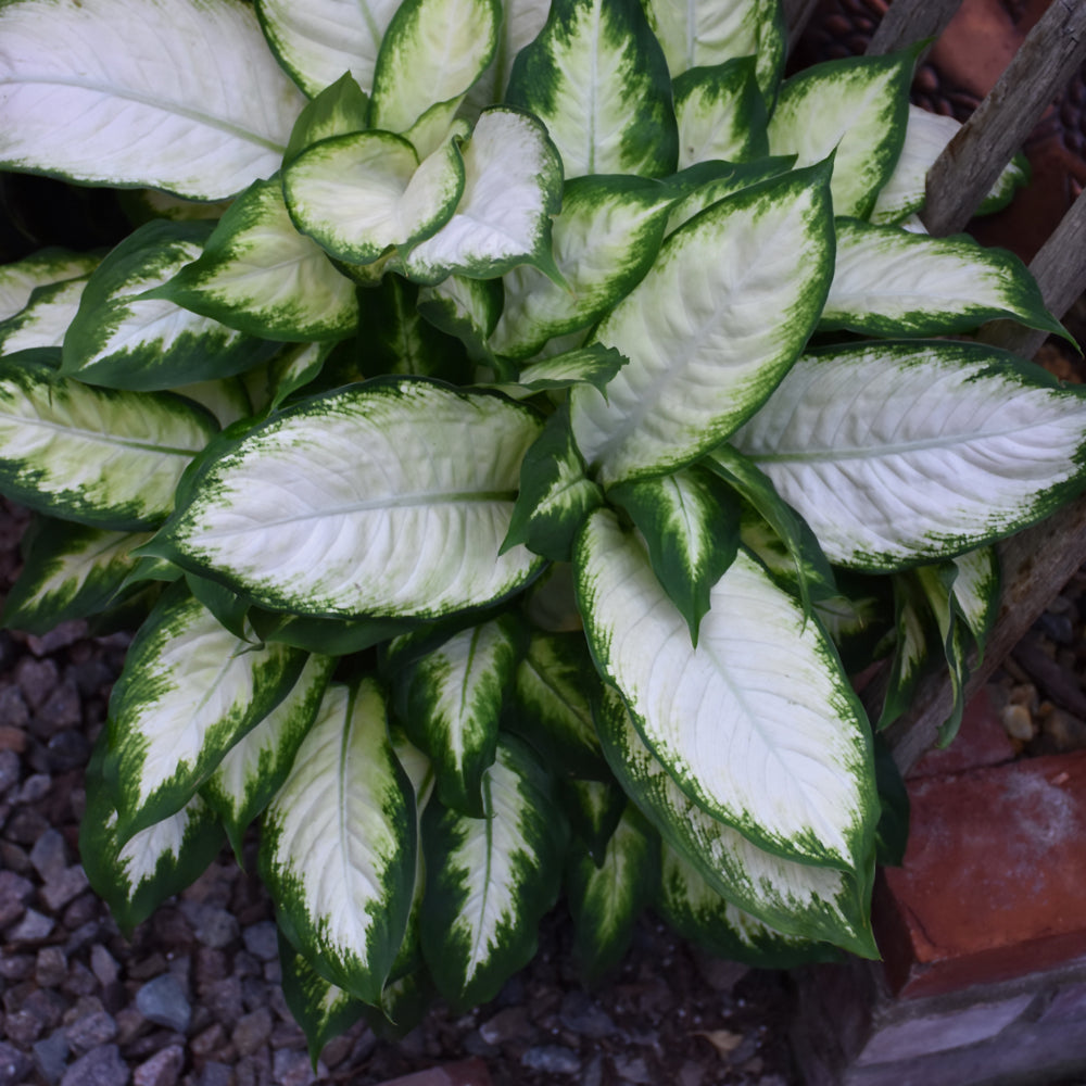 DIEFFENBACHIA CAMILLE