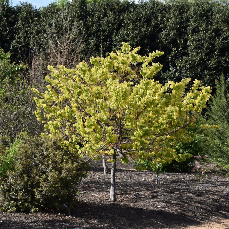 REDBUD RISING SUN – Knippel Garden Centre