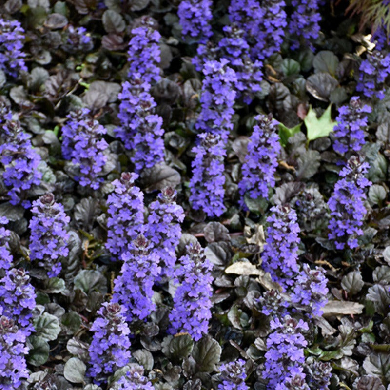 AJUGA BLACK SCALLOP