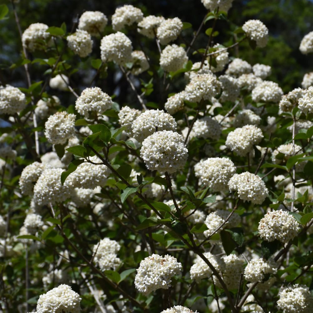 VIBURNUM CARLCEPHALUM