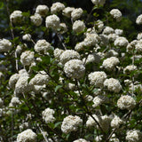 VIBURNUM CARLCEPHALUM