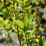 DOGWOOD BAILEY