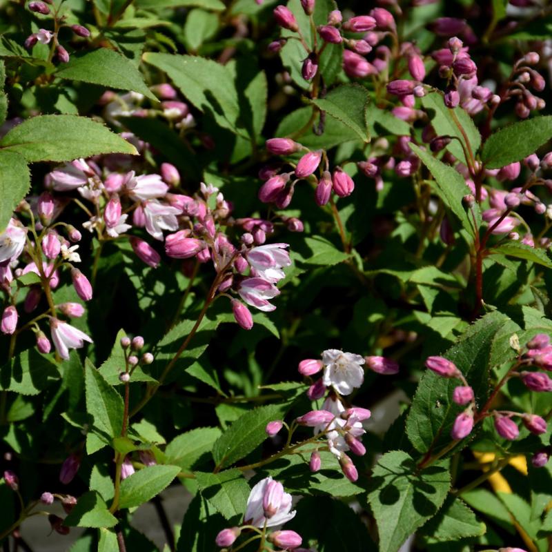 DEUTZIA YUKI CHERRY BLOSSOM