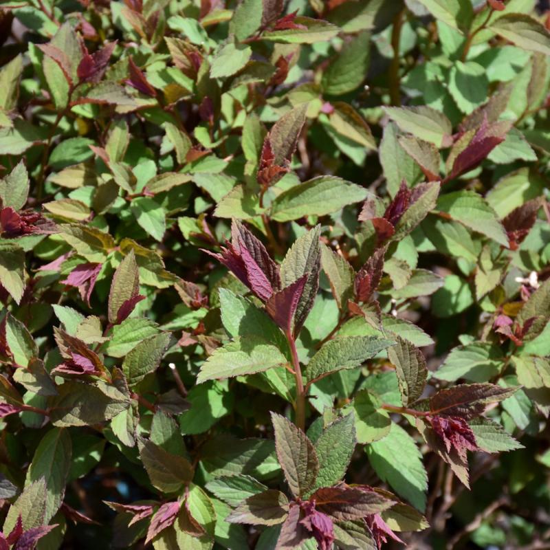 SPIREA DOUBLE PLAY ARTIST