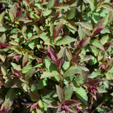 SPIREA DOUBLE PLAY ARTIST