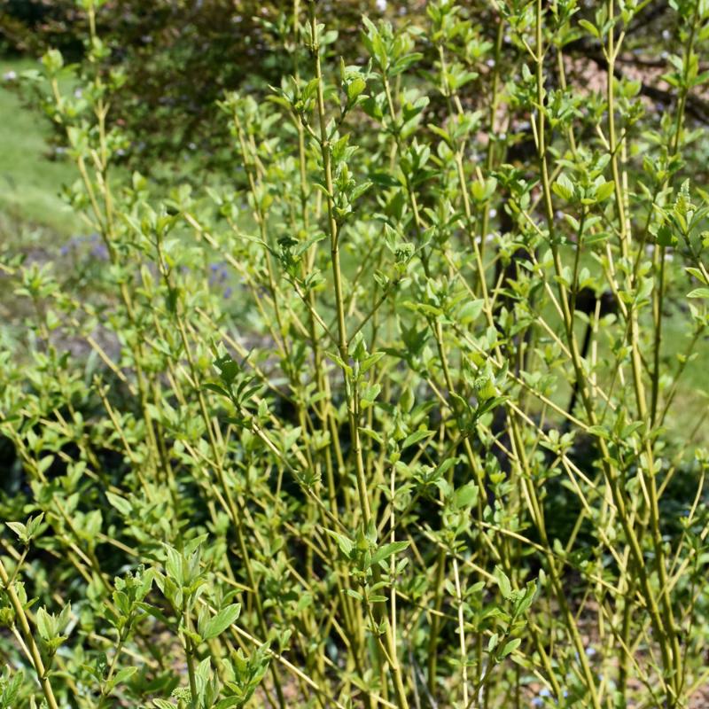 DOGWOOD BUDS YELLOW