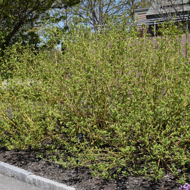 DOGWOOD BUDS YELLOW