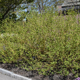 DOGWOOD BUDS YELLOW