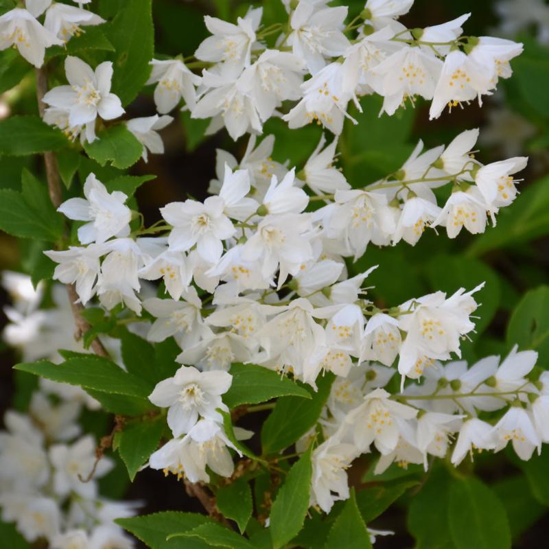 DEUTZIA CHARDONNAY PEARLS
