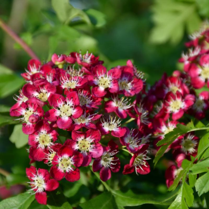 HAWTHORN CRIMSON CLOUD