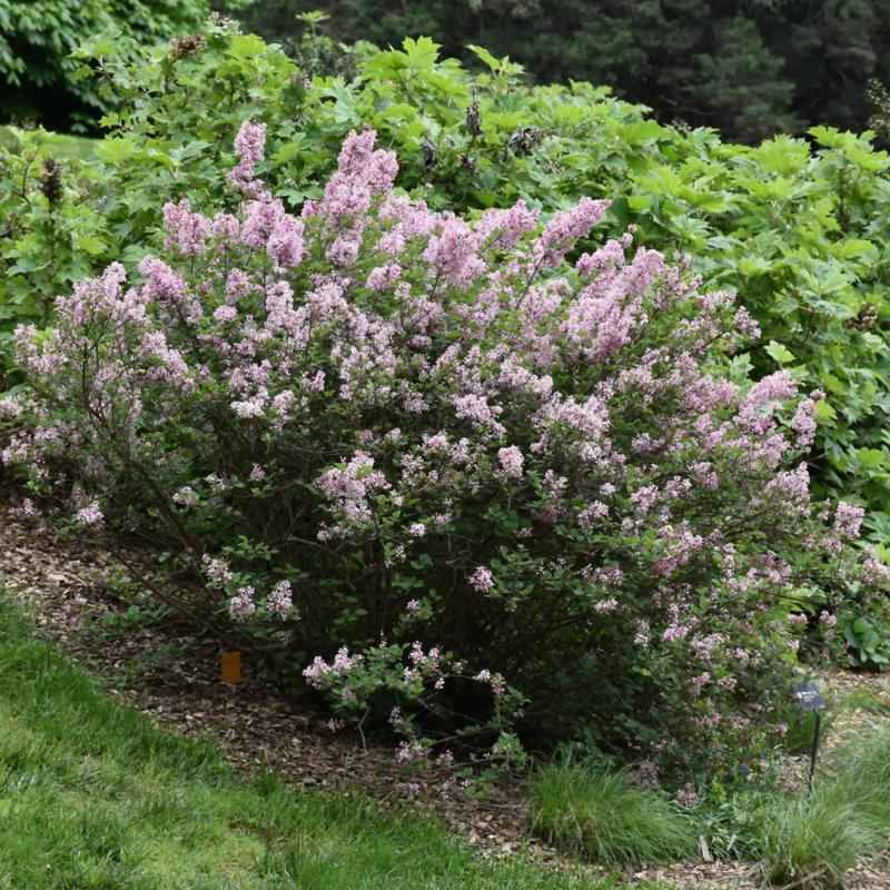 LILAC TINKERBELLE