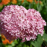 HYDRANGEA INVINCIBELLE SPIRIT