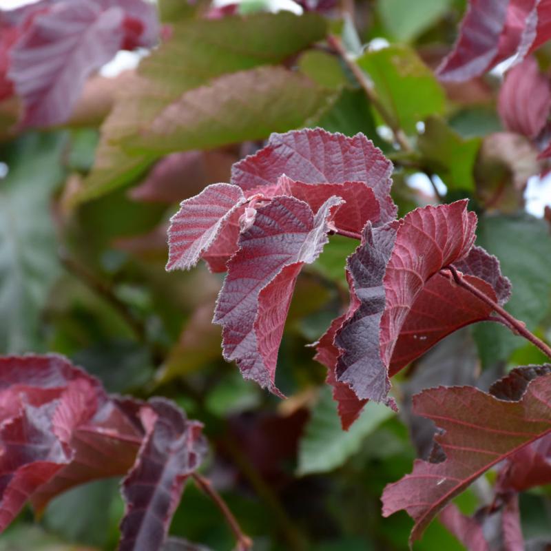 HAZELNUT PURPLELEAF BAILEY