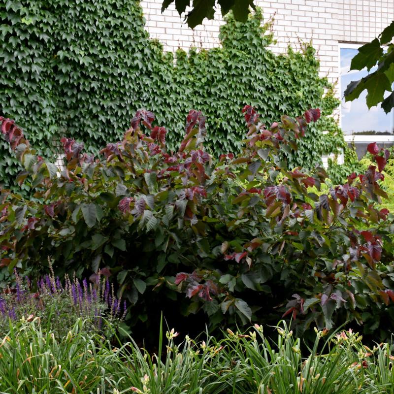HAZELNUT PURPLELEAF BAILEY