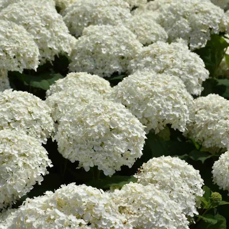 HYDRANGEA INCREDIBALL